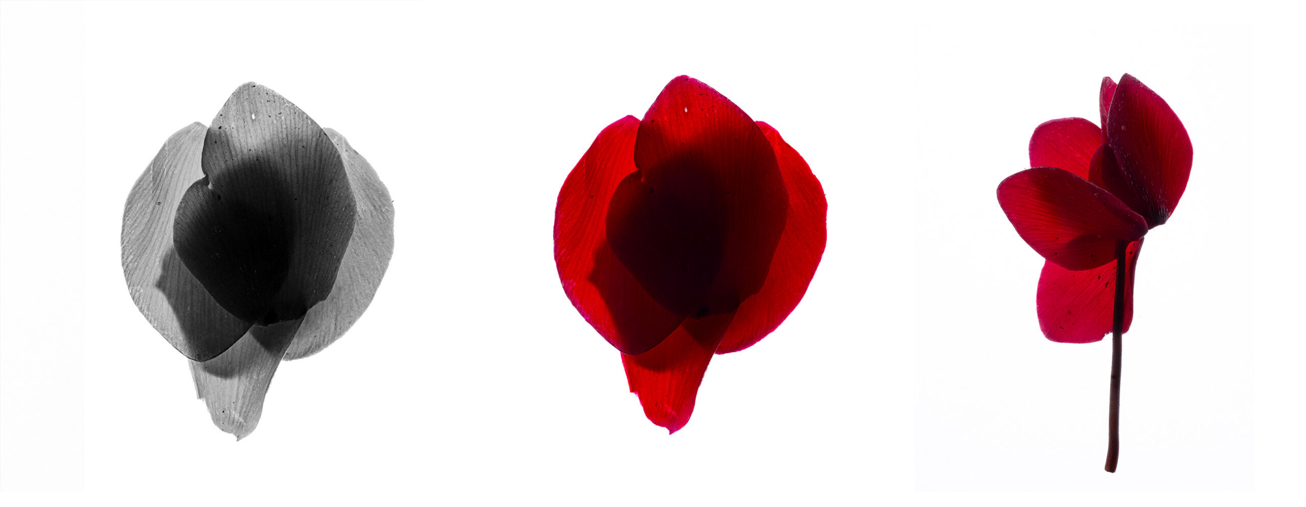 ciclamino